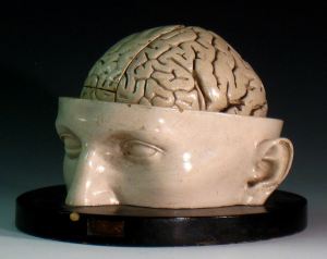 historia-antiques.com head and brain model 1