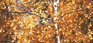 giphy falling leaves